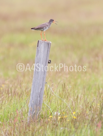 Redshank on a pole