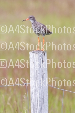 Redshank on a pole