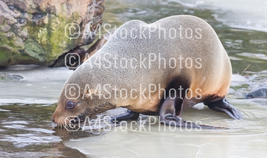 Sea lion eating on the ice