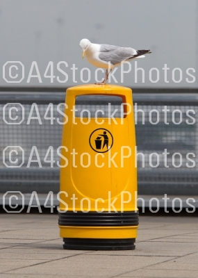 Seagull on an old yellow bin