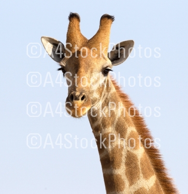 Single adult giraffe in the Kalahari