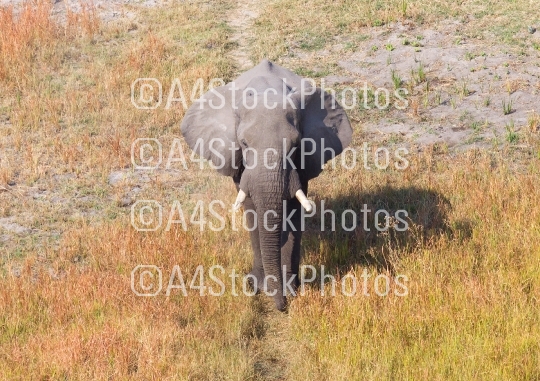 Single elephant walking on a wild track in the Okavango delta (B