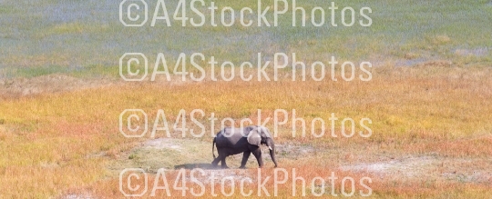Single elephant wandering in the Okavango delta (Botswana)