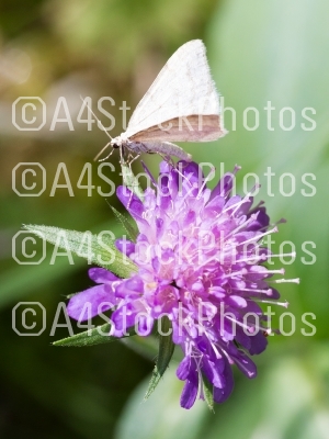 Small butterfly sucking on a violet flower