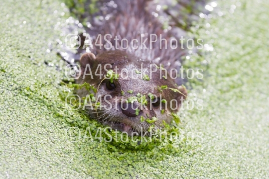 Small claw otter covered in duckweed