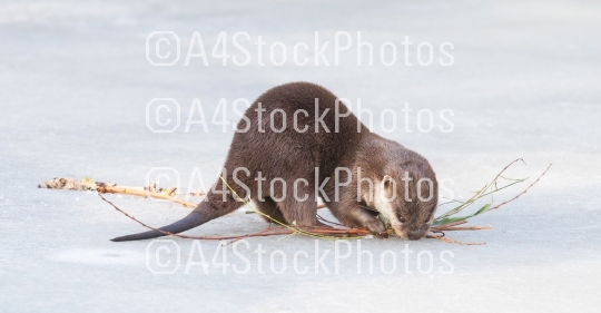 Small claw otter gathering nest material on the ice