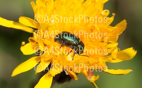 Small green bug on a yellow flower