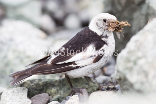 Snow Bunting, Plectrophenax nivalis in breeding plumage, Iceland