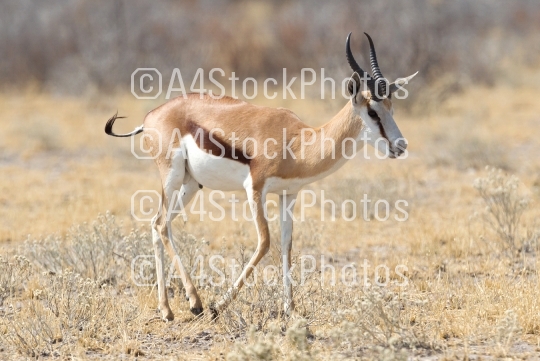 Springbok antelope (Antidorcas marsupialis) in it's natural habi
