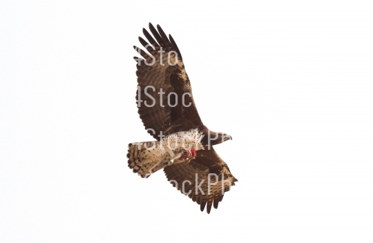 Steppe eagle flying with it