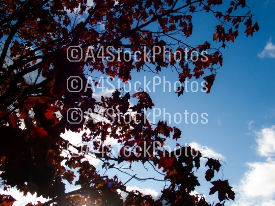 sunlight through red maple leaves