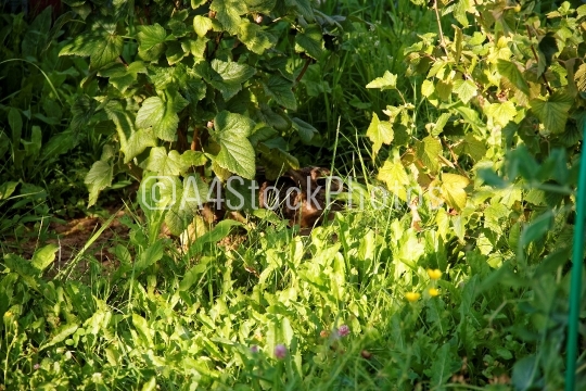 the hare lying in the grass under a currant Bush