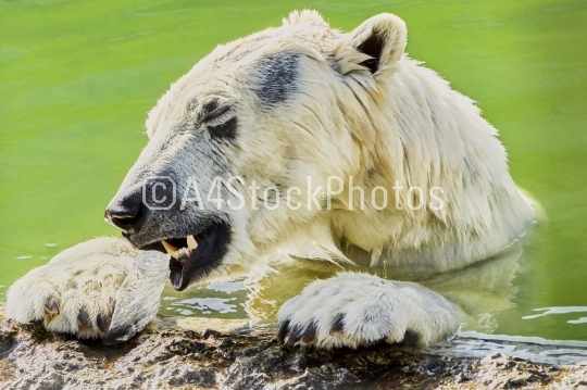 The polar bear is played with a plastic bottle
