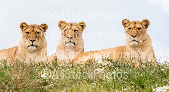 Three female lions