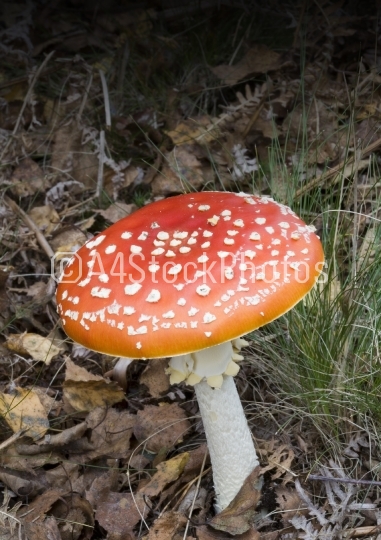 Toadstool with white spots