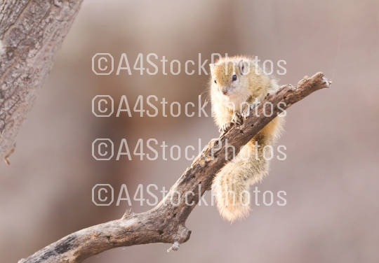 Tree squirrel (Paraxerus cepapi) 