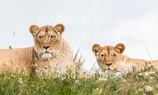 Two female lions