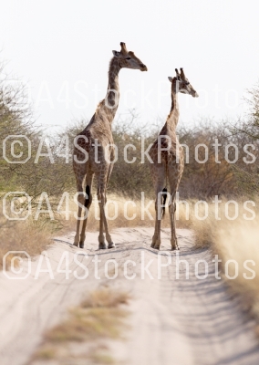 Two giraffes blocking the road, Kalahari