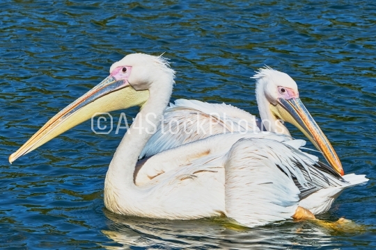Two pelicans floating on the lake