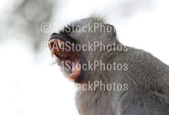 Vervet monkey in Botswana