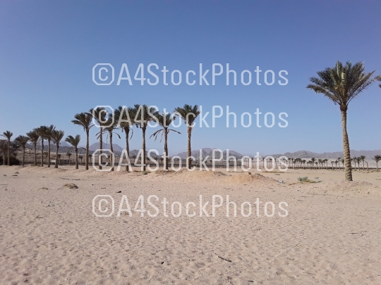 View of the desert in the resort of Sharm el Sheikh in Egyptian