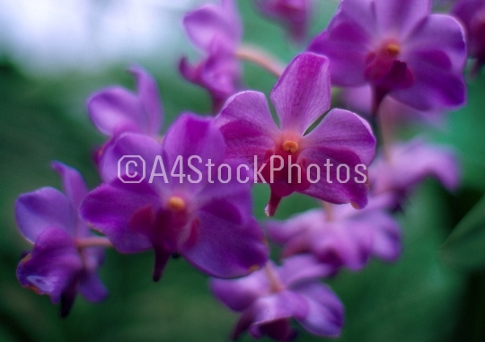 violet orchid