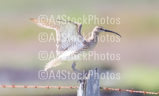 Whimbrel - Iceland