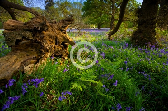 An English bluebell wood in spring