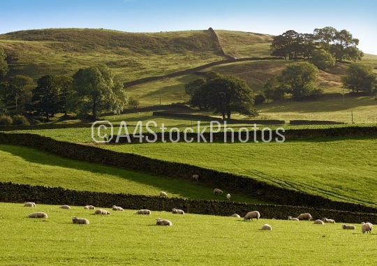 Summer in the dales