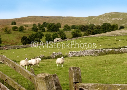 Sheep in the dales