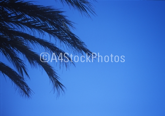 blue sky and palm tree