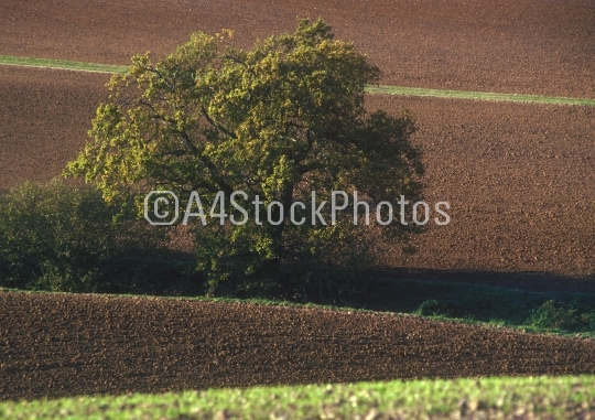 Oak tree in arable landscape