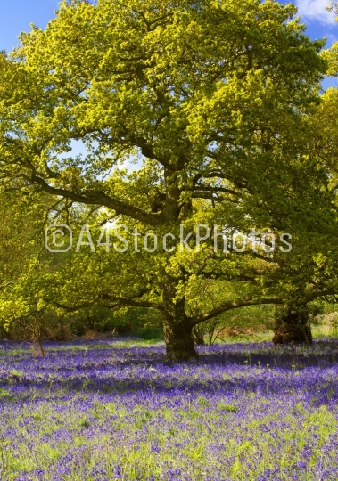 A bluebell wood in early spring
