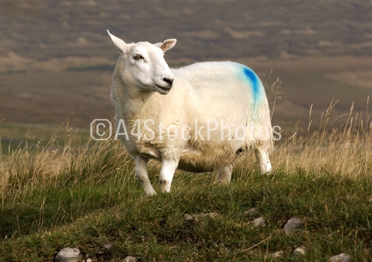 Solitary sheep on the hillside