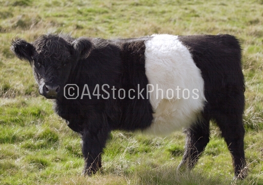 Belted Galloway 