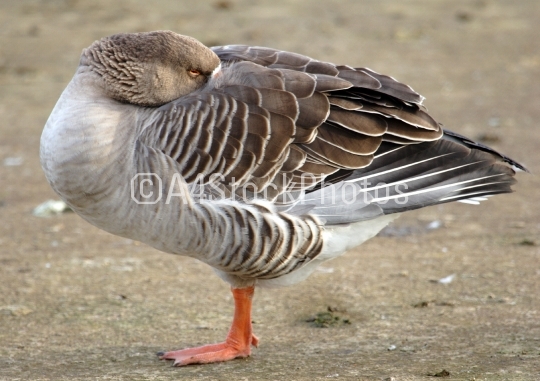 Grey lag goose resting