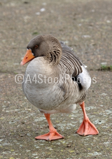 Foraging grey lag goose
