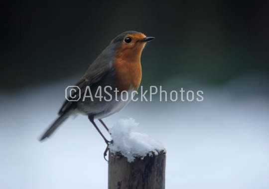 Robin on snow covered post