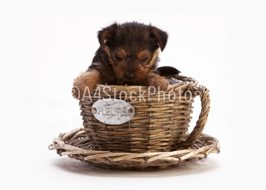 Dog basket