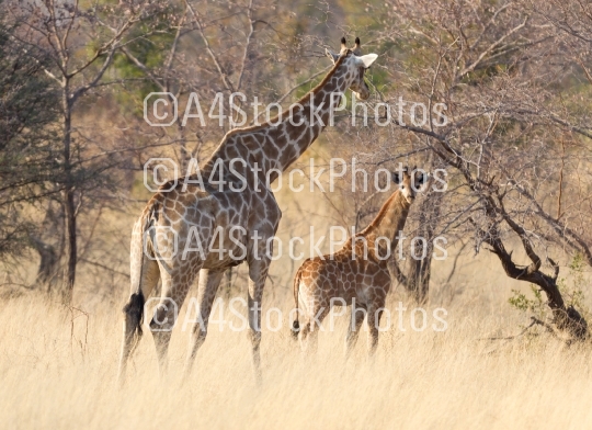 Adult giraffe with a young, in Namibia