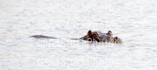 Adult hippo in a pool, Botswana
