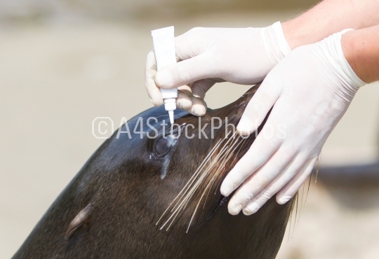 Adult sealion being treated (eye)