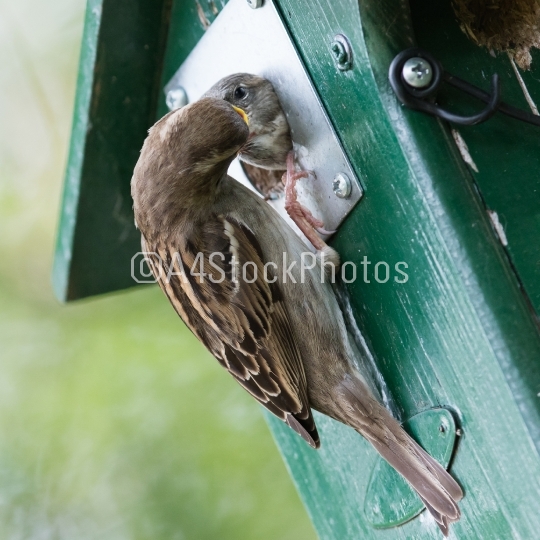 Adult sparrow feeding a young sparrow