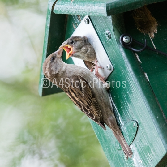 Adult sparrow feeding a young sparrow