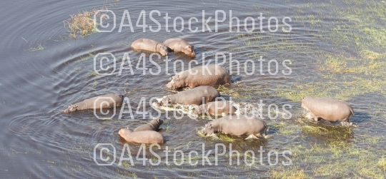 Aerial view of Hippopotamus (Hippopotamus amphibius) in the wate