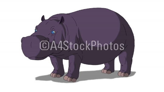 African Hippo Isolated on White Background