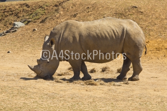African white Rhino
