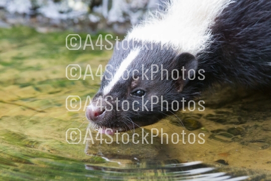 Albino skunk drinking 