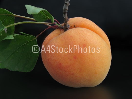 Appricot