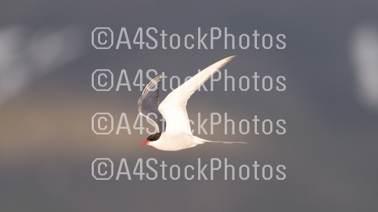 Arctic tern in flight, evening sun